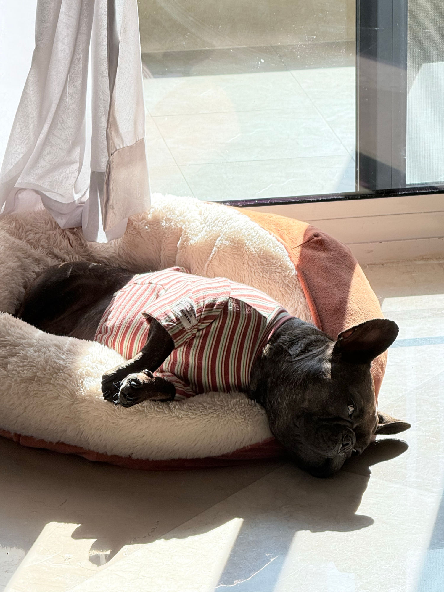 收养的流浪法斗